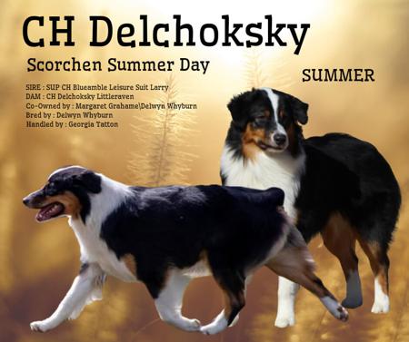 Australian Shepherd for sale by DELCHOKSKY
