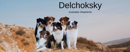 Australian Shepherd for sale by DELCHOKSKY