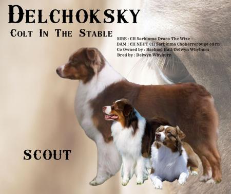 Australian Shepherd for sale by DELCHOKSKY