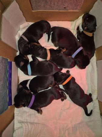 Rottweiler puppy for sale by TORICHIDORE