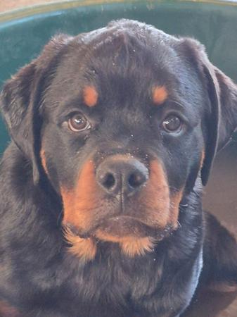 Rottweiler for sale by OZROTTS