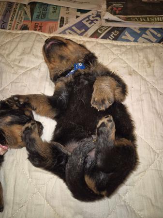 Rottweiler for sale by OZROTTS