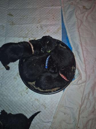 Rottweiler for sale by OZROTTS