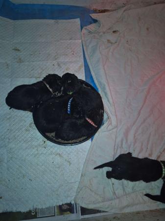 Rottweiler for sale by OZROTTS