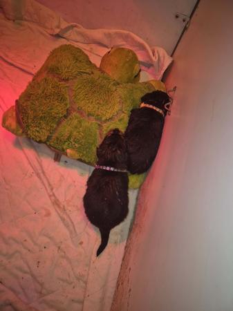 Rottweiler for sale by OZROTTS