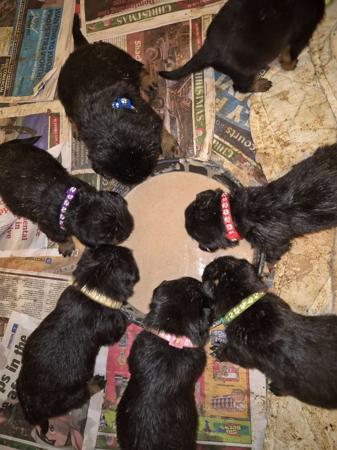 Rottweiler for sale by OZROTTS