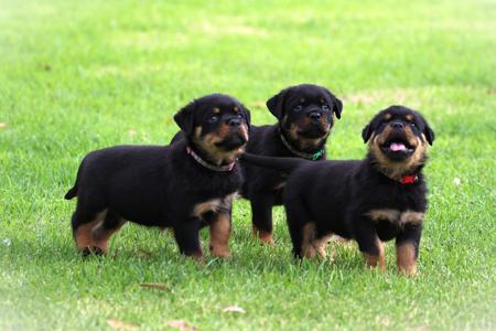 Rottweiler for sale by OZROTTS