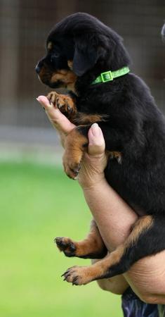 Rottweiler for sale by OZROTTS