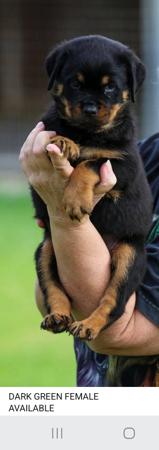 Rottweiler for sale by OZROTTS