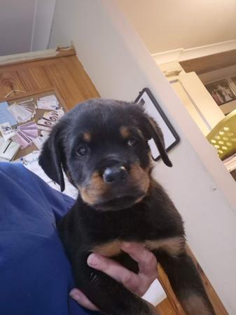 Rottweiler for sale by OZROTTS