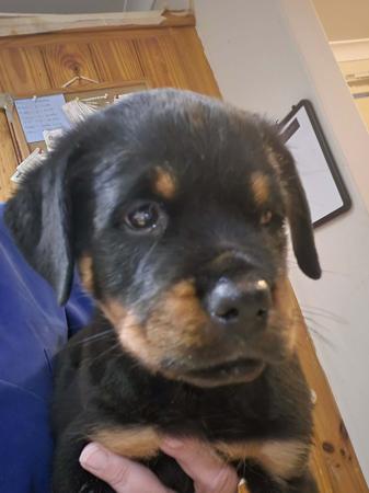 Rottweiler for sale by OZROTTS
