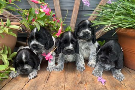 Cocker Spaniel puppy for sale by KUMUNDABOI