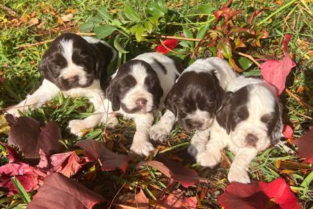 Cocker Spaniel puppy for sale by KUMUNDABOI