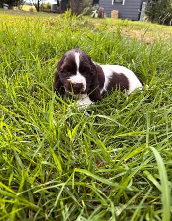 Cocker Spaniel puppy for sale by KUMUNDABOI