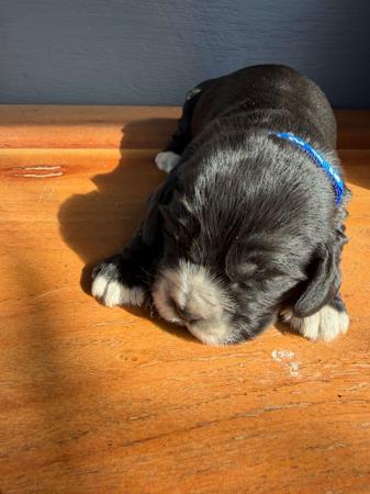 Cocker Spaniel for sale by KUMUNDABOI