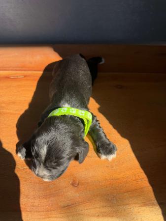 Cocker Spaniel for sale by KUMUNDABOI