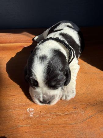 Cocker Spaniel for sale by KUMUNDABOI
