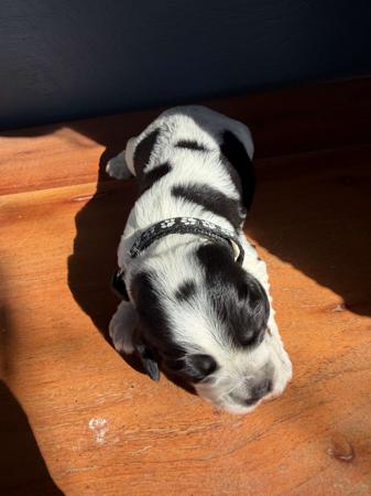 Cocker Spaniel puppy for sale by KUMUNDABOI