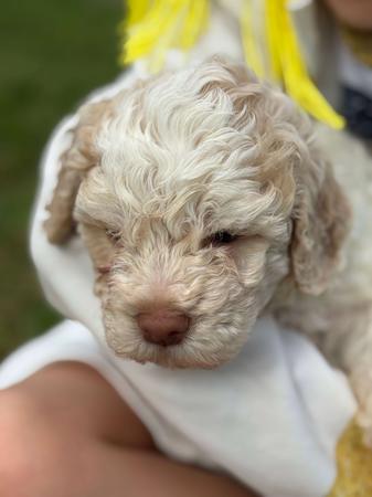 Lagotto Romagnolo puppy for sale by KOLATA