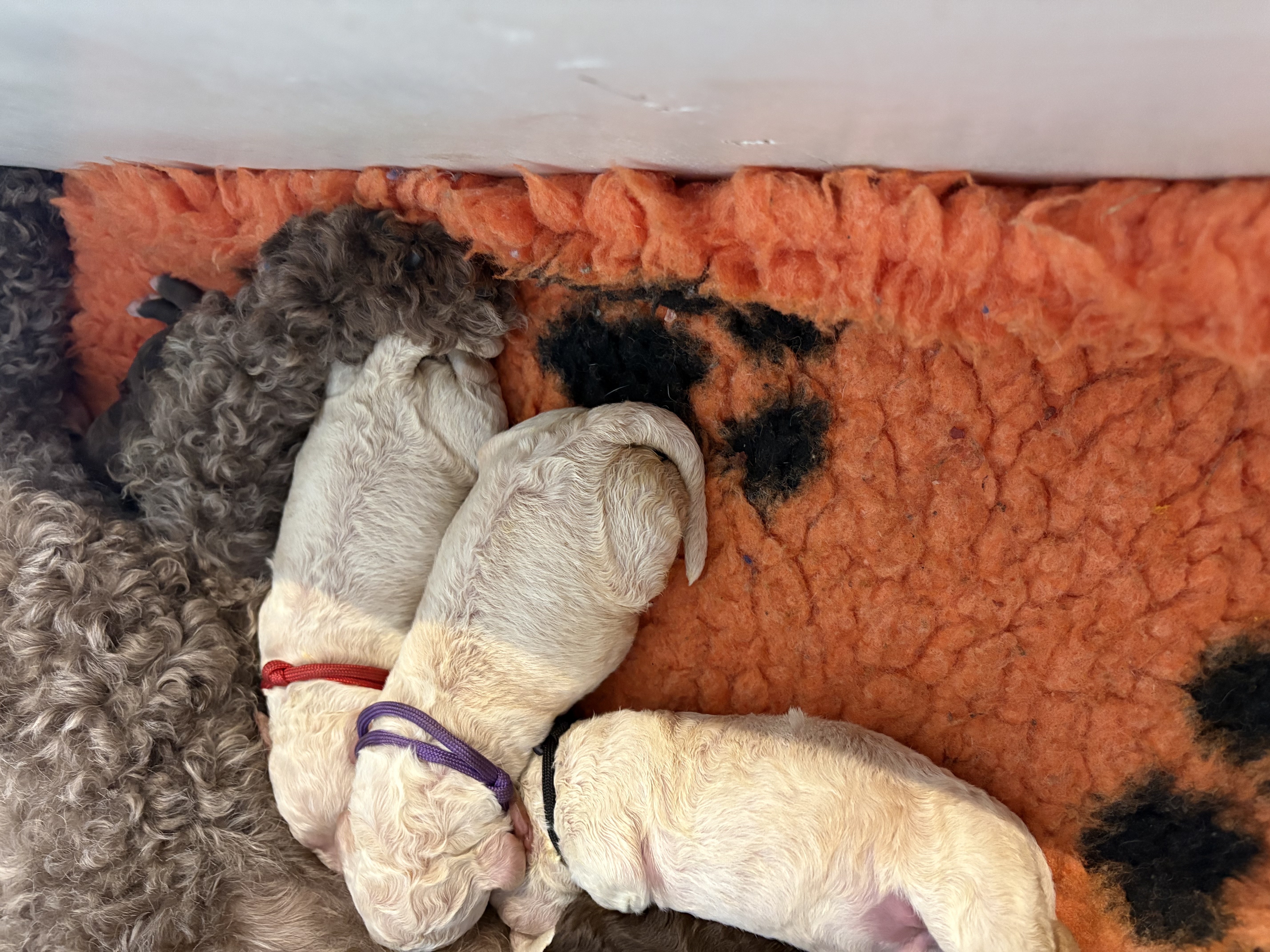 Lagotto Romagnolo puppy for sale by AUKERO