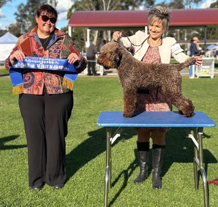Ch Aukero Summer Lovin Lagotto Romagnolo