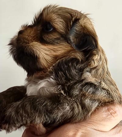 Lhasa Apso for sale by NGESONG