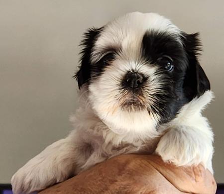 Lhasa Apso for sale by NGESONG