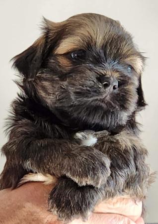 Lhasa Apso for sale by NGESONG
