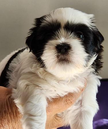 Lhasa Apso for sale by NGESONG