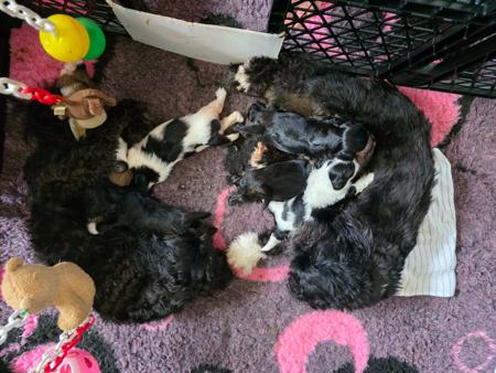 Lhasa Apso puppy for sale by NGESONG