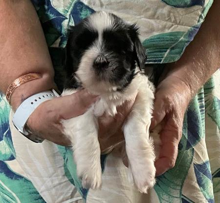 Lhasa Apso for sale by NGESONG