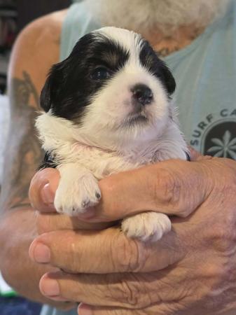 Lhasa Apso for sale by NGESONG