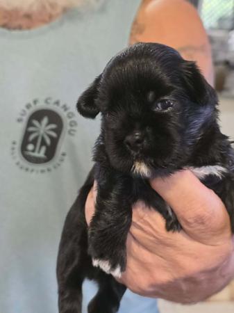 Lhasa Apso for sale by NGESONG