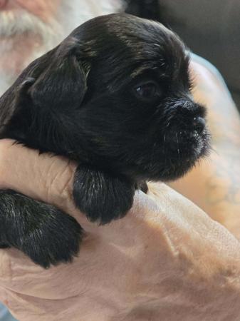 Lhasa Apso for sale by NGESONG