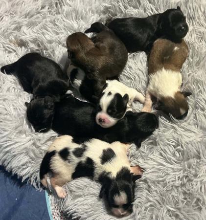 Lhasa Apso for sale by NGESONG