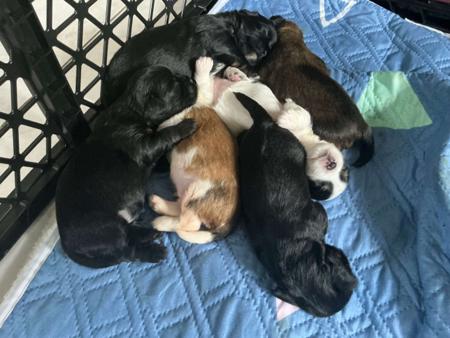 Lhasa Apso for sale by NGESONG