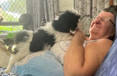 Lhasa Apso for sale by NGESONG