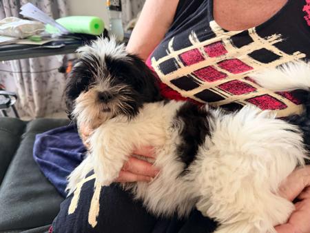 Lhasa Apso for sale by NGESONG