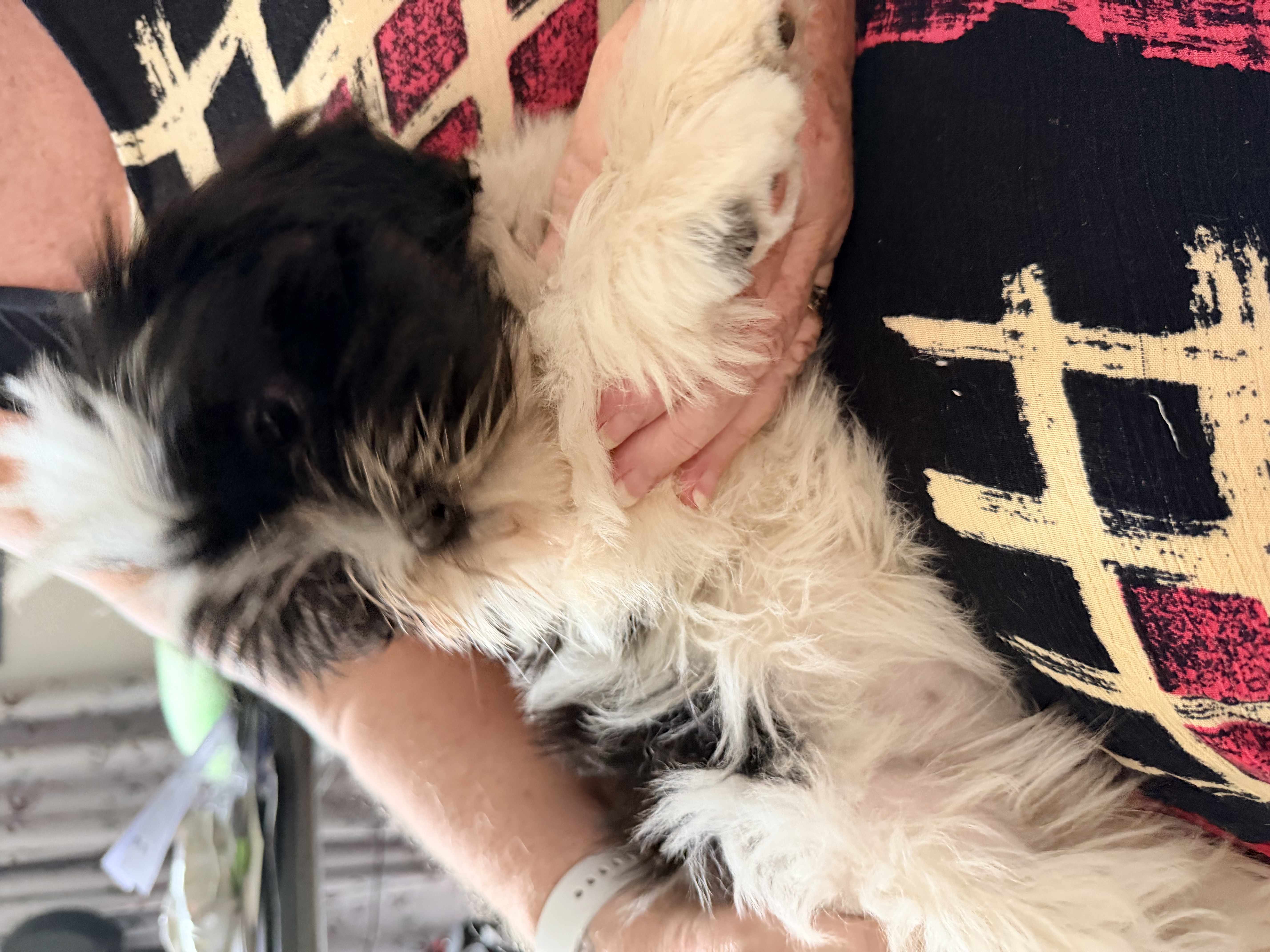 Lhasa Apso for sale by NGESONG