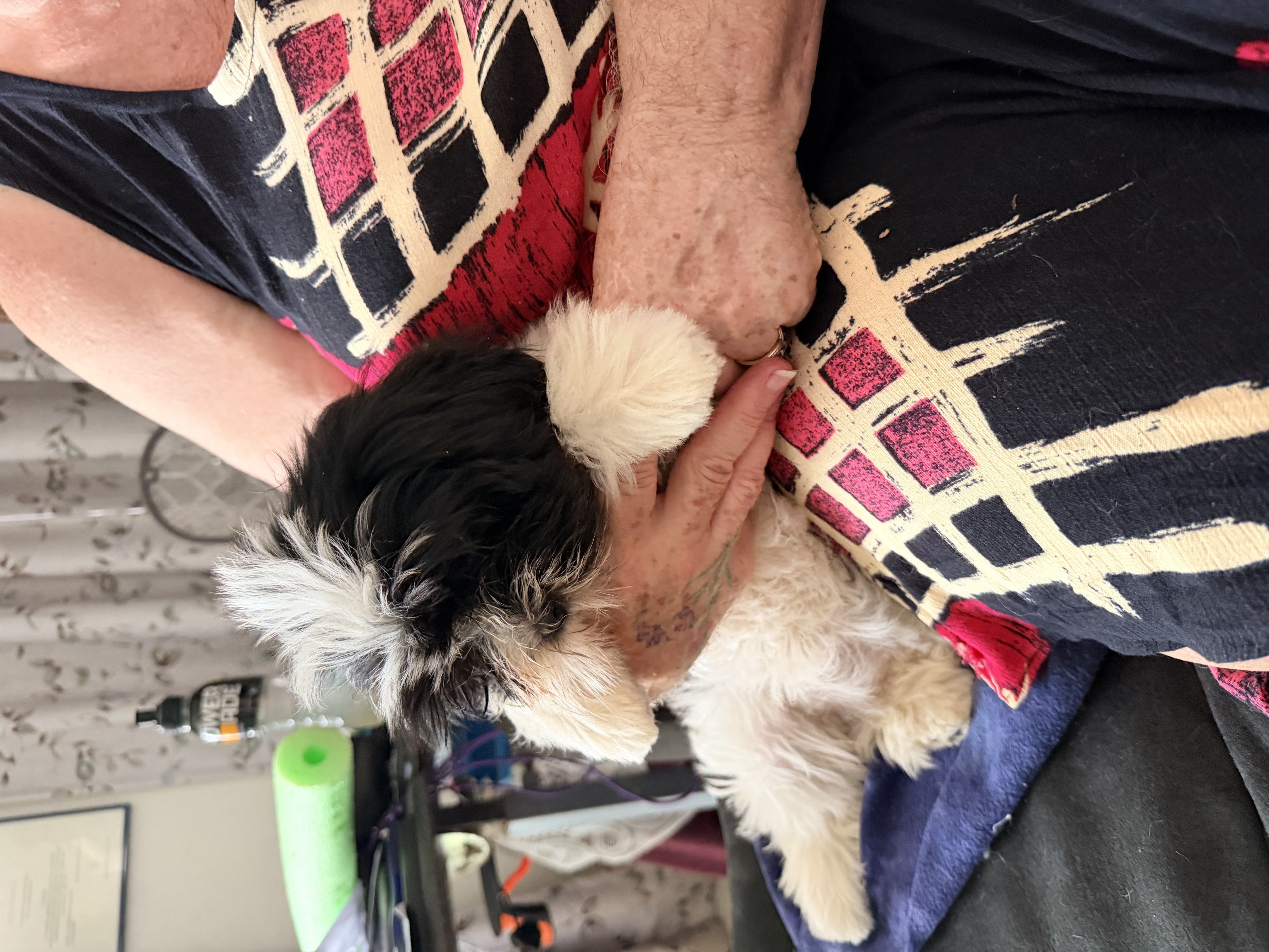 Lhasa Apso for sale by NGESONG
