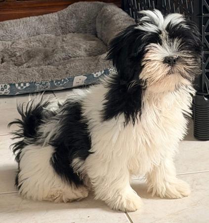 Lhasa Apso puppy for sale by NGESONG