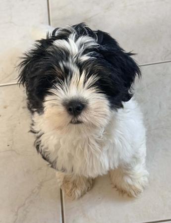 Lhasa Apso puppy for sale by NGESONG