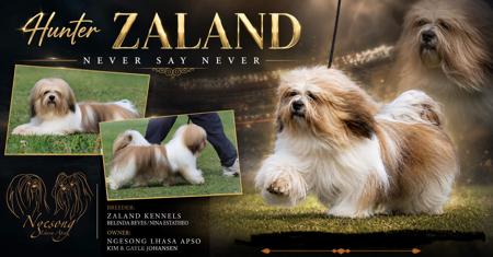 Aust Ch Zaland Never Say Never Lhasa Apso