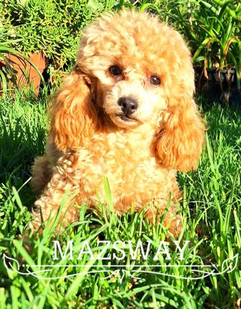 Poodle (Toy) puppy for sale by MAZSWAY