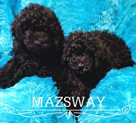 Poodle (Toy) puppy for sale by MAZSWAY