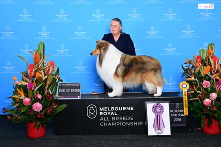 Collie (Rough) for sale by CARLUKE