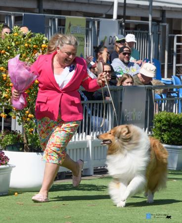 Collie (Rough) for sale by CARLUKE