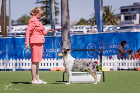 Collie (Rough) for sale by CARLUKE