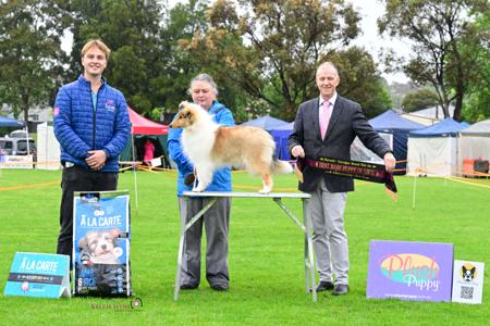 Collie (Rough) for sale by CARLUKE