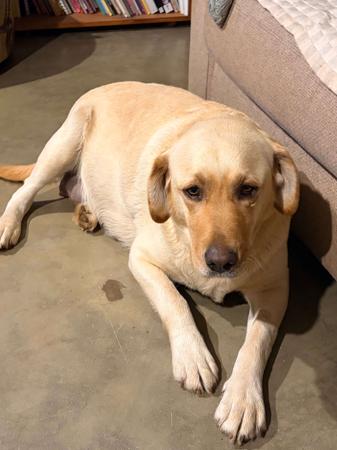 Labrador Retriever puppy for sale by BIMMELRUN